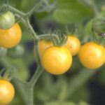 Odla White Currant Coco