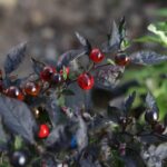 Odla Psychedelic Black Pearl