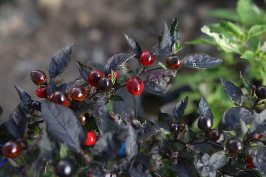 Psychedelic Black Pearl chilifrön – variegerad prydnadschili med vitbrokiga blad och pärlformade frukter | TummelstaChili