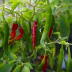 Odla Kandy Sri Lanka