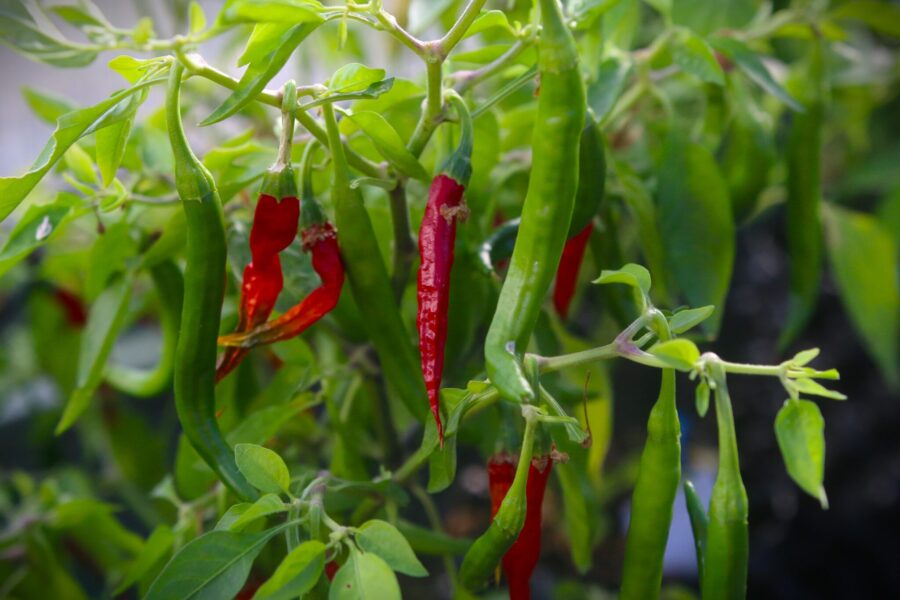 Kandy Sri Lanka chilifrön – medelhet röd chili från Sri Lankas högland | TummelstaChili