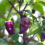 Odla Bhut Jolokia Purple