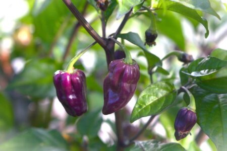 Bhut Jolokia Purple