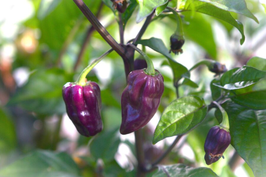 Bhut Jolokia Purple chilifrön – legendarisk Ghost Pepper i lila | TummelstaChili