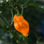 Odla Devil's Tongue Yellow