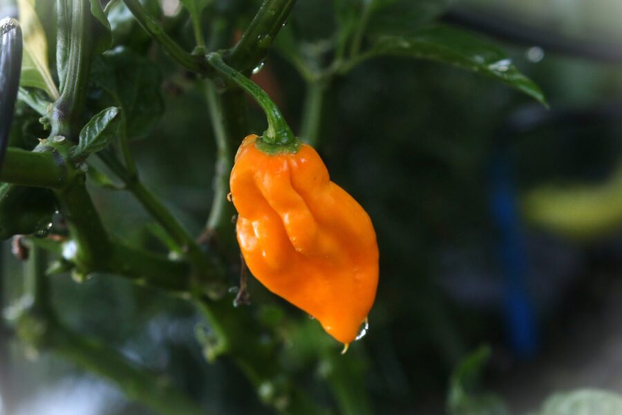 Devil's Tongue Yellow chilifrön – gula tungformade frukter med citrussmak | TummelstaChili