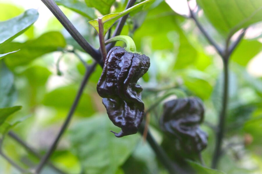 7 pot Purple chilifrön – superhet Trinidad-chili med lila frukter | TummelstaChili