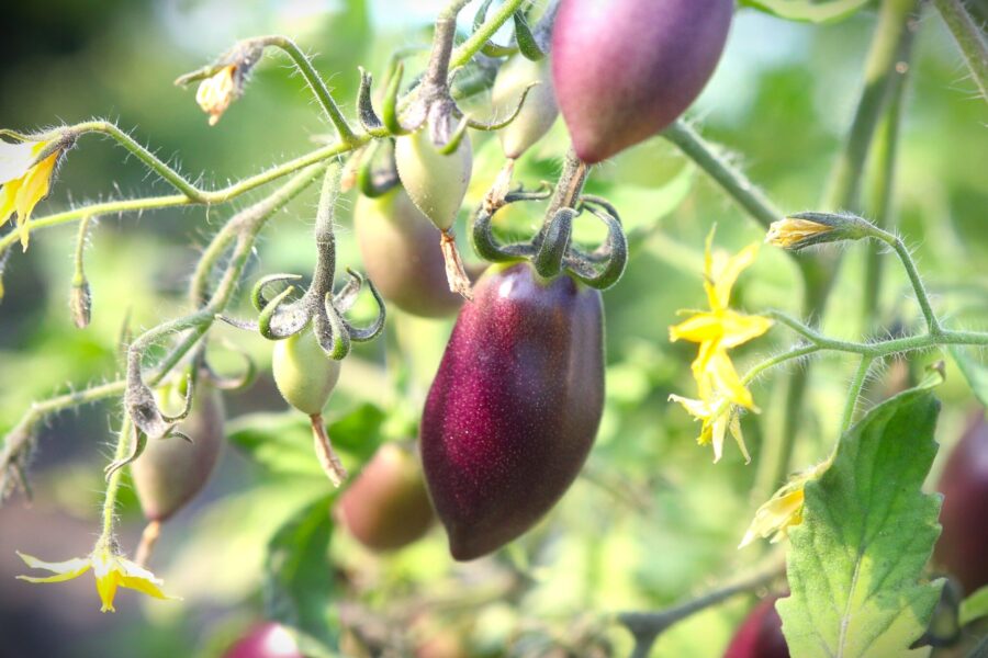 Blue Marzano tomatfrön – unik såstomat med djup röd-maroon färg | TummelstaChili