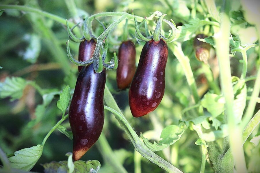 Slivka Gurman tomatfrön – östeuropeisk pärontomat med metallglans för såstillverkning | TummelstaChili