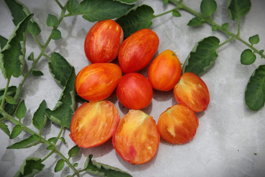 Lufichoise körsbärstomater med orange-gula ränder | TummelstaChili