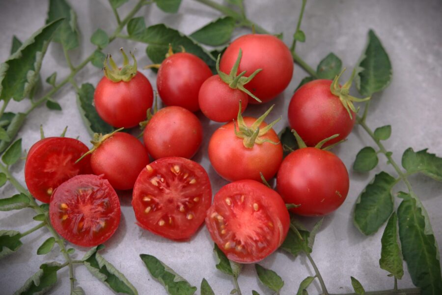 Pink Opal tomatfrön – rosa körsbärstomat i kompakt dvärgstorlek | TummelstaChili