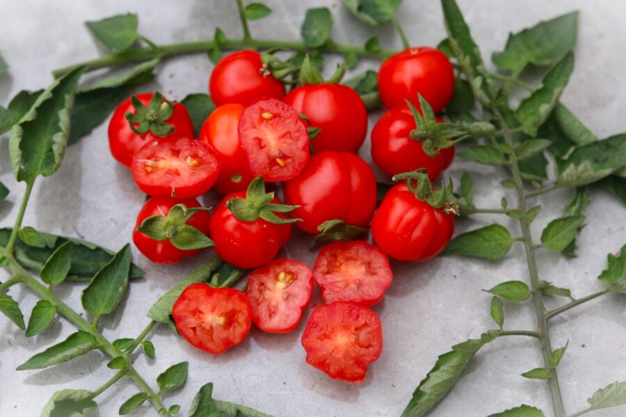 Ballen körsbärstomater i stora klasar med ribbad form | Svenskodlade tomatfrön