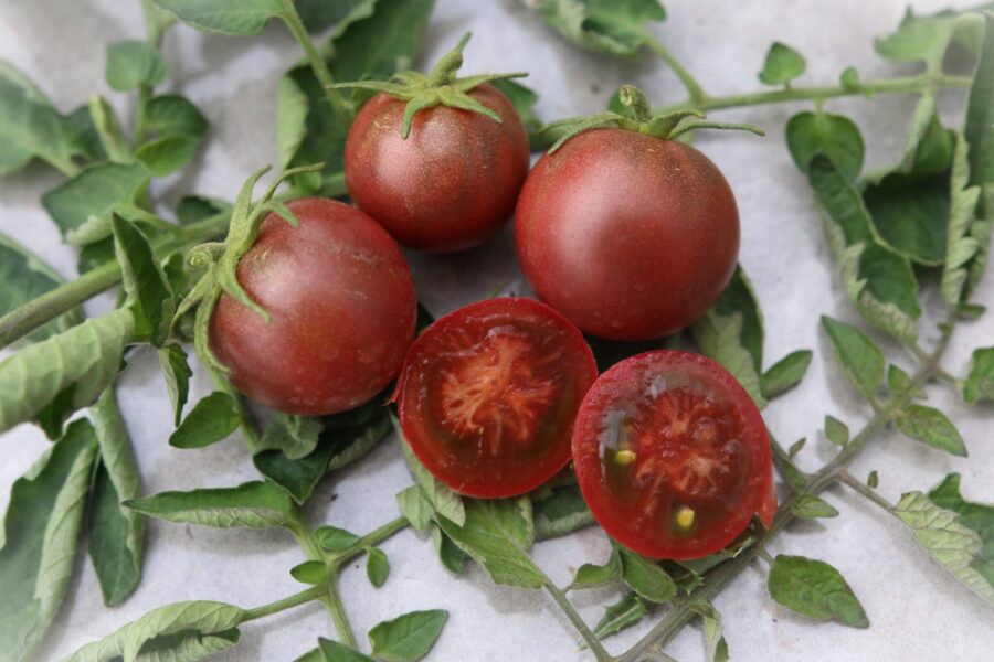 Velvet Night tomatfrön – mörkviolett dvärgtomat från Dwarf Tomato Project | TummelstaChili