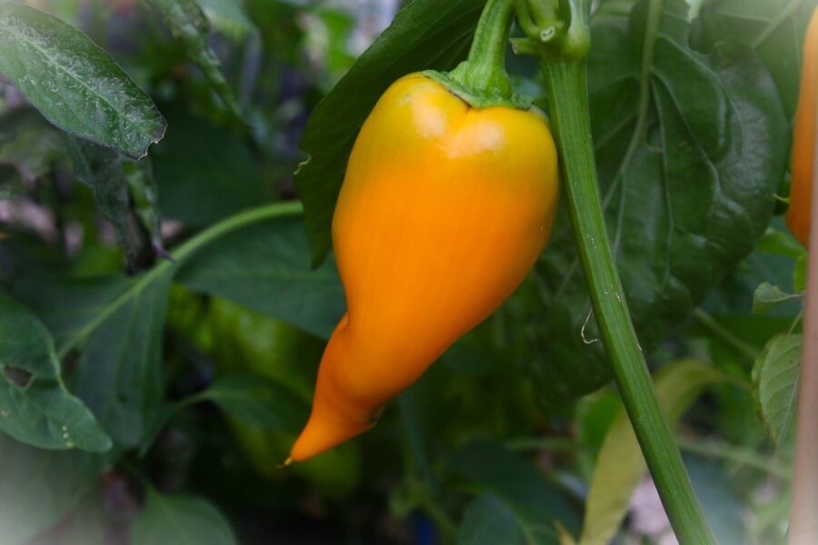 Marconi Golden paprika – stora gula italienska frukter | TummelstaChili