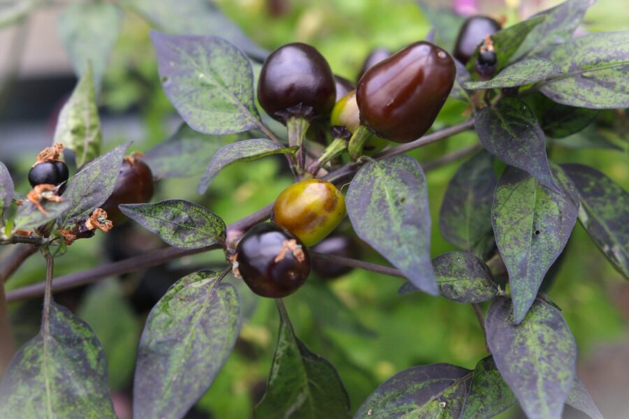 Wild Olive chili med svarta och röda frukter – dekorativ hybrid | TummelstaChili