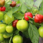 Odla Pimenta Puta La Madre