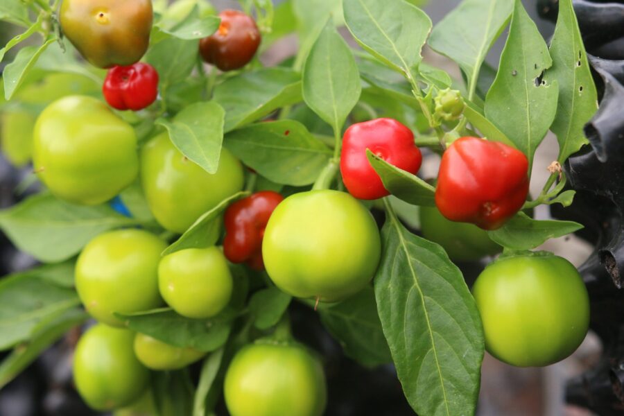 Pimenta Puta La Madre – små röda chilifrukter från Chile | TummelstaChili