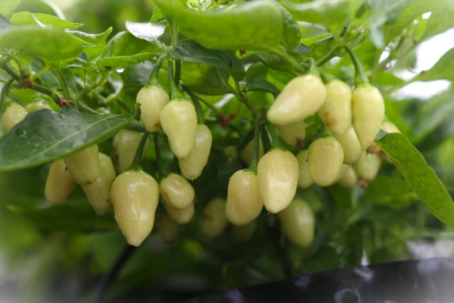 Cheiro Recife chilifrön – aromatisk brasiliansk raritet med röda frukter | TummelstaChili