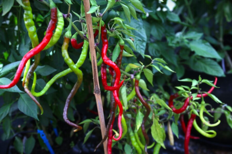 Hair Pepper chili med unika långa trådformade röda frukter – perfekt för asiatisk mat | TummelstaChili
