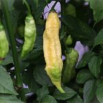 Odla Bhut Jolokia White JW