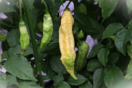 Bhut Jolokia White JW