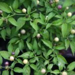 Odla Olho de Peixe White