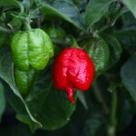 Odla Jaydee's Reaper