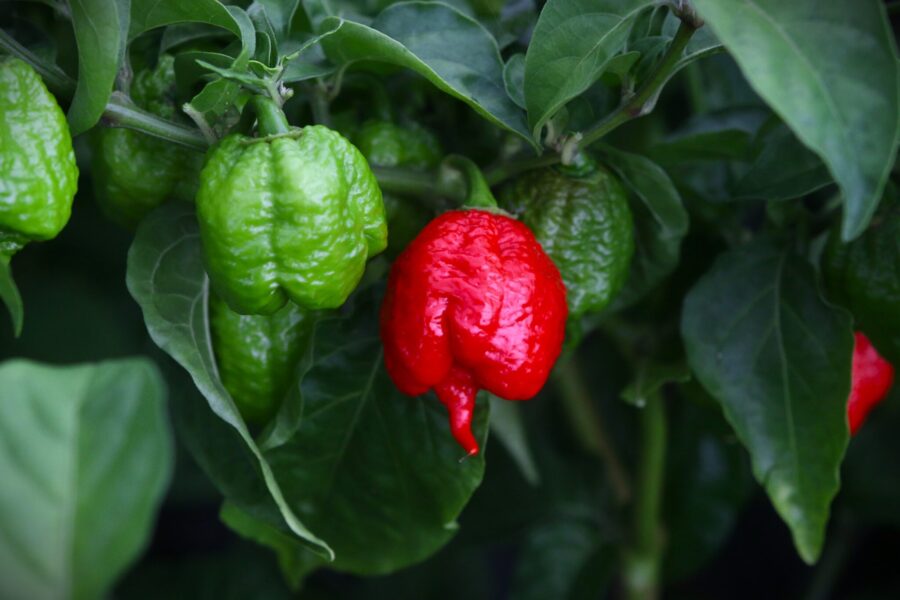 Jaydee's Reaper chili – superhet röd frukt med rynkig yta | TummelstaChili
