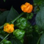 Odla Jamaican Scotch Bonnet