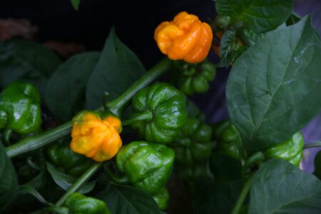 Jamaican Scotch Bonnet