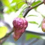 Odla Fairytale Cachucha