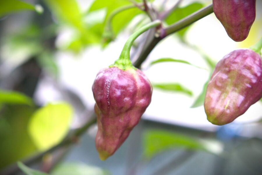 Fairytale Cachucha med beige-persikofärgade frukter och lila fläckar | TummelstaChili
