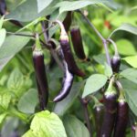 Odla Dream Catcher Hybrid