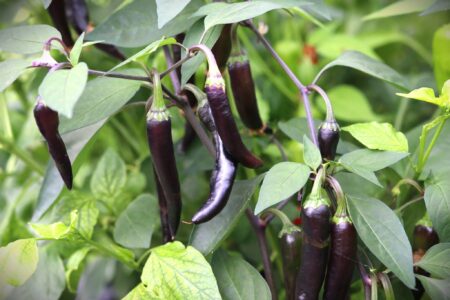 Dream Catcher Hybrid