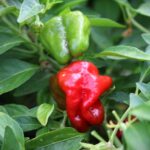 Odla Jamaican Hot Red