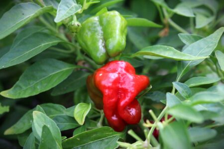 Jamaican Hot Red