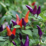 Odla Fairy Light x Hot Palette F5