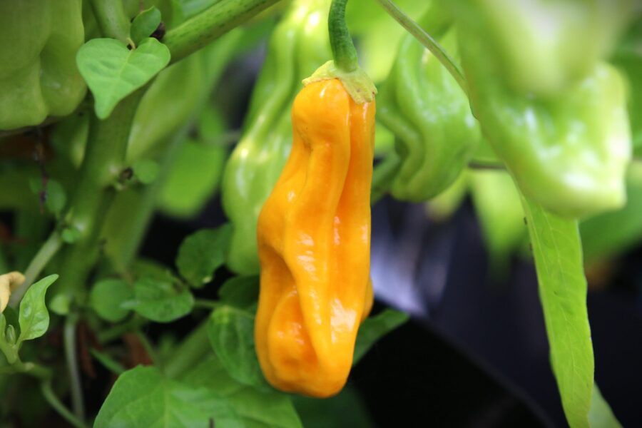 Goronong chili – sällsynt malaysisk sort med vridna gula frukter | TummelstaChili