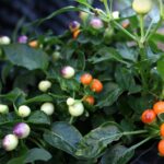 Odla Sea Buckthorn