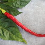 Odla Joe's Long Cayenne