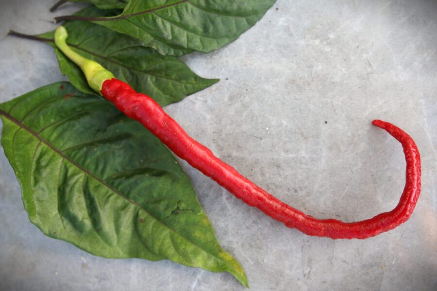 Joe's Long Cayenne chilifrön – extra lång italiensk cayenne upp till 30 cm | TummelstaChili