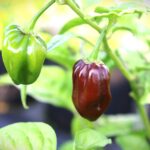 Odla Devils Tongue Chocolate