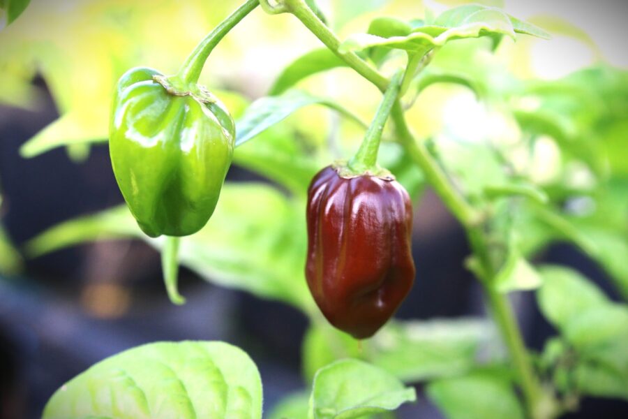 Devils Tongue Chocolate chilifrön – chokladbrun superchili med avlång form | TummelstaChili