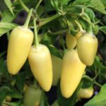 Odla Jalapeno White