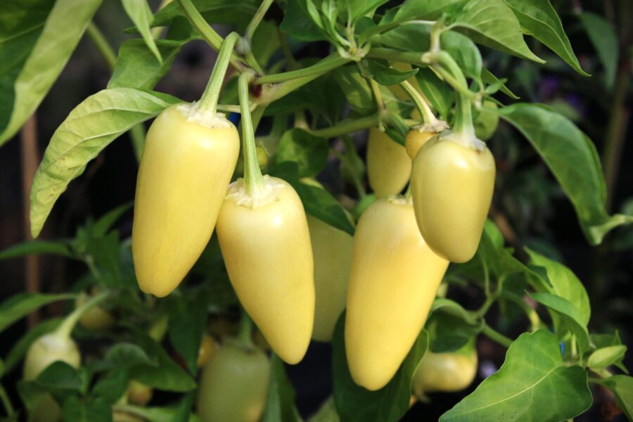 Jalapeno White chilifrön – sällsynt vit jalapeño med klassisk form | TummelstaChili