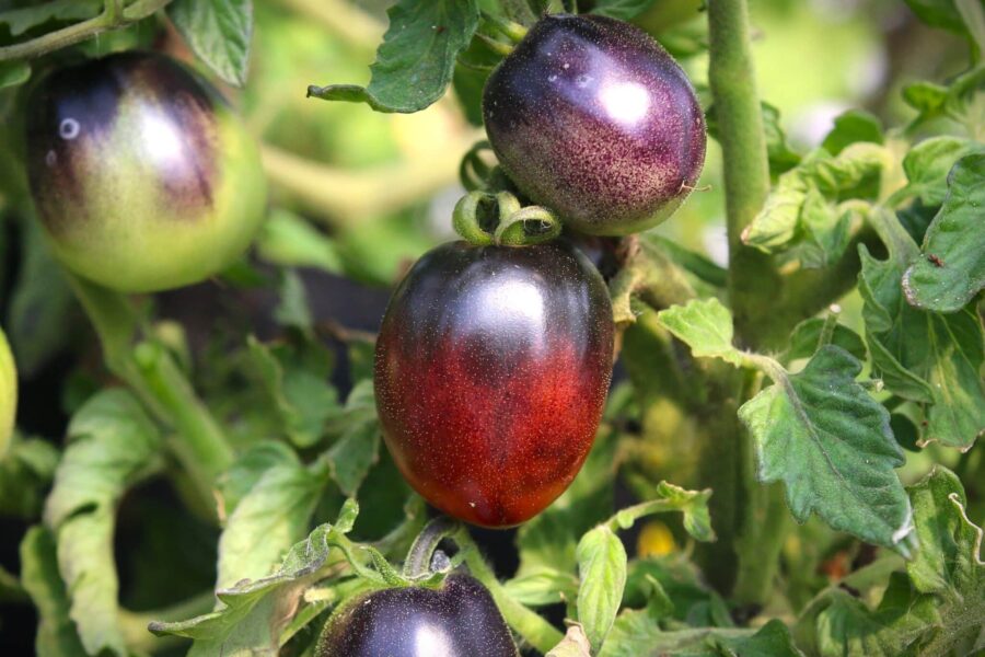 Mocha's Cherry tomatfrön – purpurfärgad dvärgkörsbärstomat för kruka | TummelstaChili