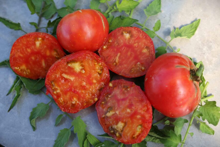 Eye of the Dingo tomatfrön – stor orange bifftomat med marmoring | Köp hos TummelstaChili