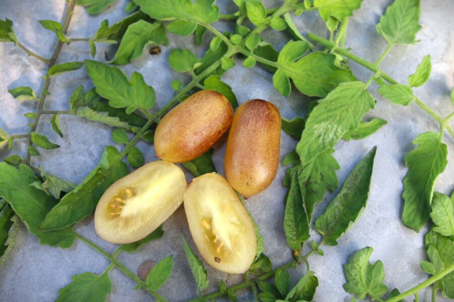 Märchenengel tomatfrön – vitlila körsbärstomat med amforaformade frukter | Svenskodlade frön