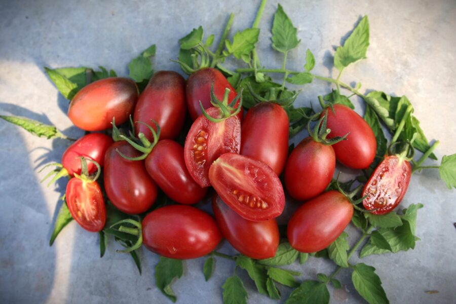 Juicy Oval tomater – saftiga ovala mörkröda frukter | TummelstaChili