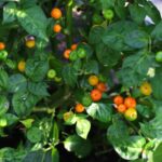 Odla Aji Charapita Iquitos